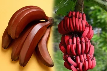 அனைத்து சத்துக்களையும் அள்ளித் தரும் செவ்வாழையை சாப்பிட சிறந்த நேரம் எது தெரியுமா?