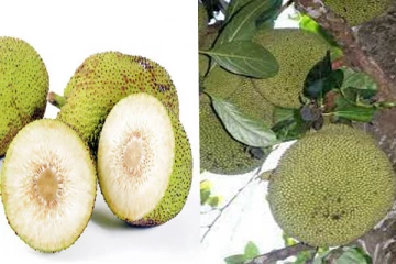 ஈரப்பலா பற்றிய சில உண்மைகள்