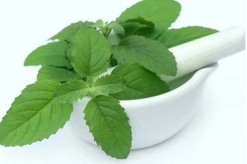 பக்கவிளைவுகளை ஏற்படுத்தும் துளசி! யாரெல்லாம் சாப்பிடக்கூடாதுனு தெரியுமா?