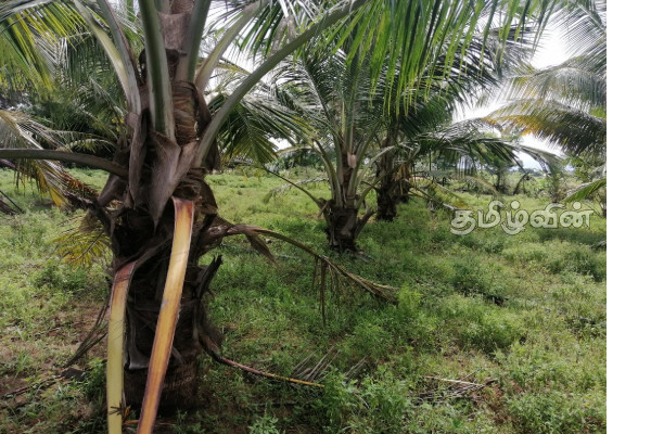 திருகோணமலையில் காட்டு யானைகள் அட்டகாசம்: உயிர் தப்பிய விவசாயி | Wild Elephants Attack Farmer Escapes With Life