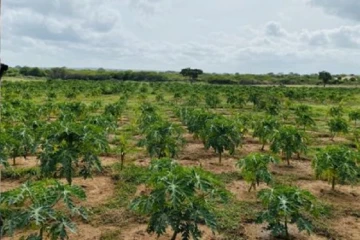 තරුණ ව්‍යවසායකයින්ට 4% ණය - කැබිනට් මණ්ඩලයේ අනුමැතිය හිමිවේ