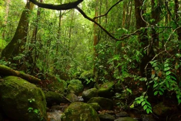 கிளிநொச்சியில் அரச காட்டுக்குள் அதுமீறி நுழைந்த 5 இளைஞர்களுக்கு நேர்ந்த கதி!