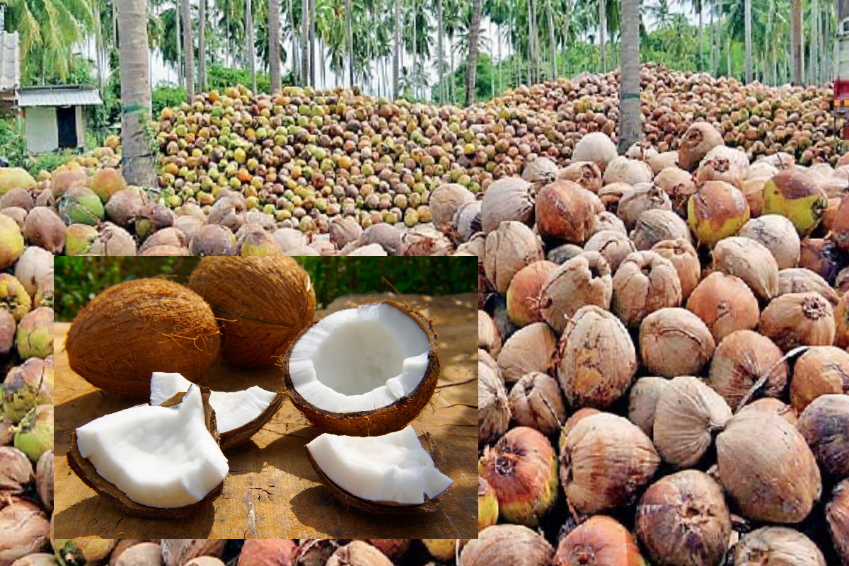 தேங்காய் விலையில் ஏற்பட்டுள்ள மாற்றம் | Good News For Sl Peoples Coconut Prices Drop