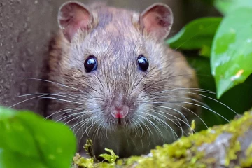 எலியால் வந்த சண்டை; ஒருவர் உயிரிழப்பு