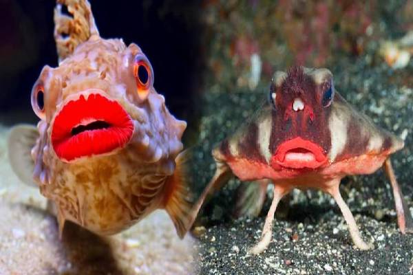 கடலுக்கு அடியில் வாழும் பேய் மீன் - இது எதை சாப்பிடும் தெரியுமா? | Red Lipped Batfish History Interesting Information