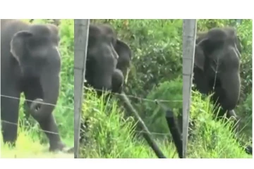 மின் வேலியில் சிக்காமல் வெளியே வந்து மாஸ் காட்டிய காட்டு யானை..! - வைரலாகும் வீடியோ...!