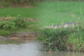 அம்பாறையில் அதிகரித்துள்ள முதலைகளின் நடமாட்டம்