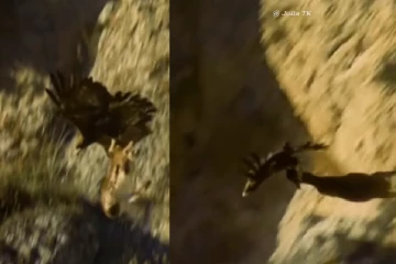 பல ஓநாய்கள் சேர்ந்து ஒரு மானை வேட்டையாடும் திகில் காட்சி