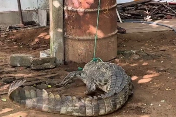 திருகோணமலையில் அழையா விருந்தாளியால் மக்கள் அச்சம்