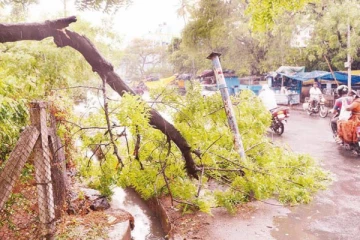 மரங்களின் வேர்கள் மற்றும் நிலத்தடி தன்மை தொடர்பில் புதிய ஆய்வை நடத்த அவதானம்