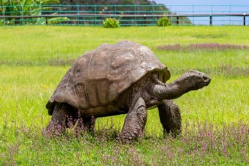 191 வயதுடைய உலகின் மிக வயதான ஆமை