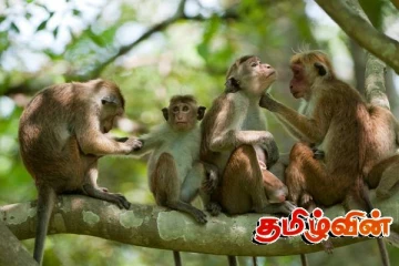 குரங்குகள் தொடர்பில் நடத்தப்பட உள்ள கணக்கெடுப்பு