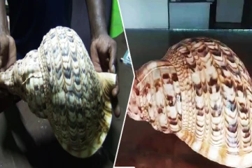 புத்தளத்தில் வலம்புரி சங்குடன் ஒருவர் கைது