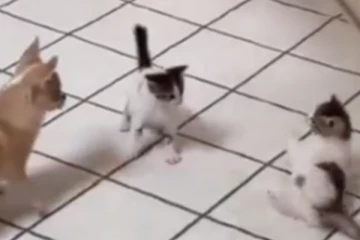 முட்டி மோதி அதகளப்படுத்தும் பூனைகள்... மிரள வைத்த காட்சி!