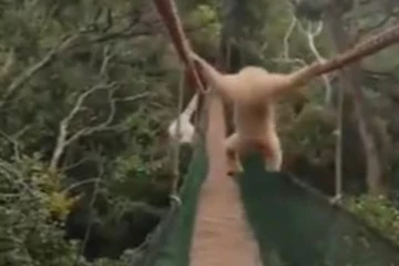 சேட்டை பிடித்த குரங்கு.. தொங்கு பாளமே ஆடுது! விழுந்து விழுந்து சிரிக்க வைக்கும் காட்சி