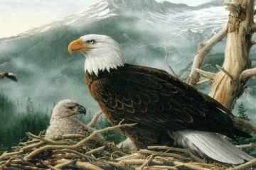 රාජාලි ගැහැනු සතා තම පැටවුන්ට පියෙක් තෝරාගන්න හැටි දන්නවද?