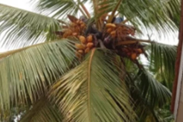 පන්සලේ තැඹිලි කඩන්න ගිය තරුණයාට ගස උඩ දී සිහි නැති වෙයි..අවසානයේ සිදුවූ දේ මෙන්න.(PHOTOS)