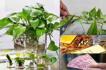 மண்ணே இல்லாமல் மணி பிளான்ட் வளர்ப்பது எப்படி?