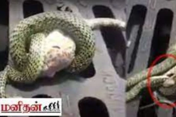 சுற்றி வளைத்த பாம்பிடமிருந்து தன்னைக் காப்பாற்ற பல்லி எடுத்த ரிஸ்க்... இறுதியில் நடந்தது என்ன?