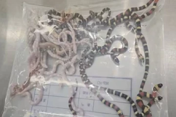 உயிருடன் காற்சட்டைக்குள் வைத்துக் கடத்த முயன்ற 100க்கும் அதிகமான பாம்புகள்!