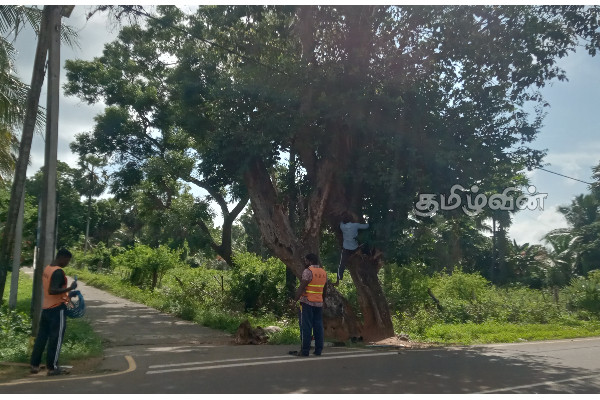 முல்லைத்தீவில் பாடசாலை மாணவர்களுக்கு அச்சுறுத்தலாக அமைந்த மரம்(Photos) | Danger At The School Junction Was Avoided