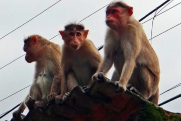 கொலைசெய்யப்பட்டு சாலையில் வீசப்பட்டிருந்த  40 இற்கும் மேற்பட்ட குரங்குகள்; இந்தியாவில் கொடூரம்