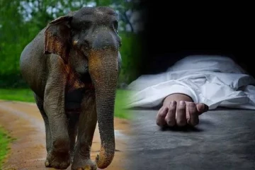 தமிழர் பகுதியில் காட்டு யானை தாக்கி ஒருவர் உயிரிழப்பு ; இருவர் காயம்