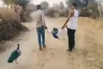 பிரிவை தாங்க முடியாது இறந்த துணையின் சடலத்துக்கு பின்பு ஓடும் மயில்.... இதயத்தை நொருக்கும் பாசக் காட்சி