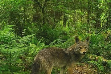 வனவிலங்குகள் தொடர்பில் கடும் அபராதம் அறிவித்த வான்கூவர் பூங்கா