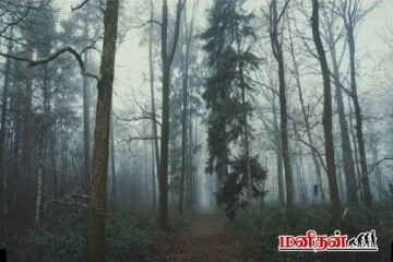 இருண்ட காட்டில் மறைந்திருக்கும் நரியை கண்டுபிடிக்க முடியுமா?