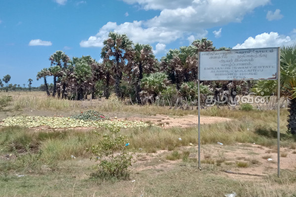 பாவனைக்கு உதவாத பூசணியால் ஏற்பட்டுள்ள அசௌகரியம்(Photos) | Environmental Impact In Mullaitivu