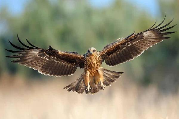 காட்டு தீயை உருவாக்கும் பருந்து! பின்னணியில் உள்ள வியக்க வைக்கும் காரணம் தெரியுமா? | Shocking Fact About The Australian Firehawks