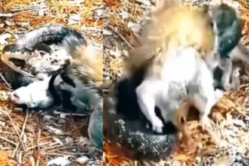 பாம்பு வேட்டையாடிய பிள்ளையை காப்பாற்றிய அணில்! கண்கலங்க வைத்த காணொளி