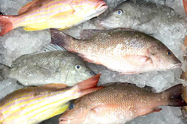 மனித பாவனைக்கு உதவாத 5,670 கிலோ மீன்கள் பறிமுதல்! | Unfit Fish Seized Lanka
