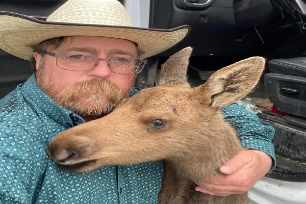 கனடாவில் மான் குட்டியினால் தொழிலை இழந்தவர் | B C Man Fired After Saving Moos