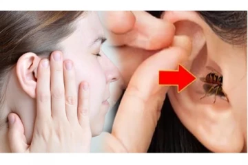 காதுக்குள் பூச்சி நுழைந்தால் என்ன செய்வது? கவலை வேண்டாம் இதை செய்யுங்கள்!
