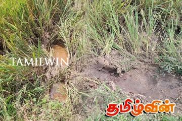 மட்டக்களப்பில் யானைகளால் விவசாய நிலங்கள் சேதம்