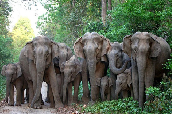 நீரில் மூழ்கடிக்கப்பட்ட 400 யானைகள்! மொரகஹகந்த திட்டத்தினால் நேர்ந்த சோகம் | Moragahakanda Dam Maithripala Sirisena Elephant