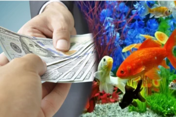 வீட்டில் தாறுமாறாக செல்வம் அதிகரிக்க வேண்டுமா? மீன் தொட்டியால் நிகழும் அதிசயம்