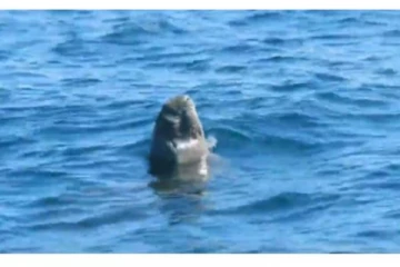 “தூங்ங்ங்குடா கைப்புள்ள...” - உறங்கிய நிலையில் கடலில் மிதந்த நீர் யானை, வைரல்!