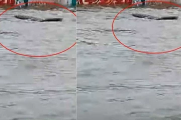 முதலை வந்ததாக பரவும் வீடியோ உண்மையல்ல - ஆட்சியர் விளக்கம்