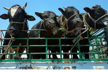 யாழில் கடத்திச் செல்லப்பட்ட மாடுகள்..! பொலிஸாரிடம் வசமாக சிக்கிய நபர்.