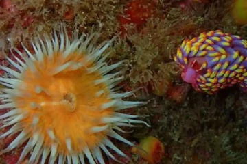 அறிவியலாளர்களை ஆச்சரியத்தில் ஆழ்த்தியுள்ள அபூர்வ உயிரினம்: முதன்முறையாக பிரித்தானியாவில் கண்டுபிடிப்பு...