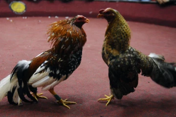 சேவல் சண்டையின் போது துப்பாக்கி சூடு - 12 பேர் உயிரிழப்பு