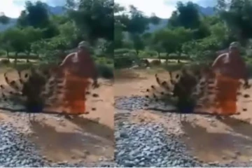 முருகன் பாடலுக்கு நடனமாடிய மயில்! நம்பமுடியாத பிரமிக்க வைக்கும் காட்சி