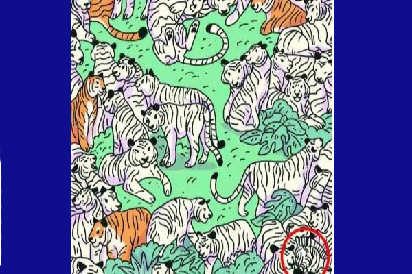 Optical illusion: புலிகளுக்கு நடுவே மறைந்திருக்கும் வரிக்குதிரை எங்கே? | Optical Illusion Find The Zebra In The Picture