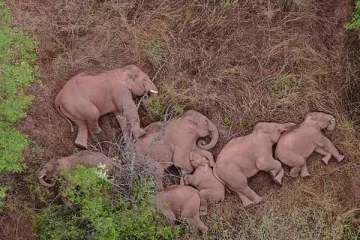 சீனாவில் வழிமாறி கூட்டமாக வந்த யானைகள் ஓய்வெடுத்த காட்சி வைரலாகி வருகிறது!