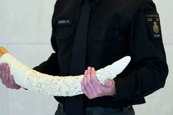 கனடாவில் அமுலுக்கு வரும் தடை! | Canada Bans Import Export Of Elephant Ivor
