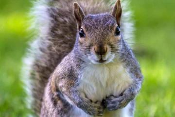 உணவுத்தட்டுப்பாடு காரணமாக அணில்களை உண்ணும் பிரித்தானியர்கள்: ரஷ்ய தொலைக்காட்சி வெளியிட்டுள்ள செய்தி