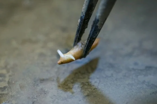 விண்வெளியில் முளைத்த அரிசி! வியக்க வைத்த விஞ்ஞானிகள் | Chinese Astronauts Grow Rice In Space